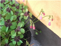 48b1fe1d-Picture 002.jpg
